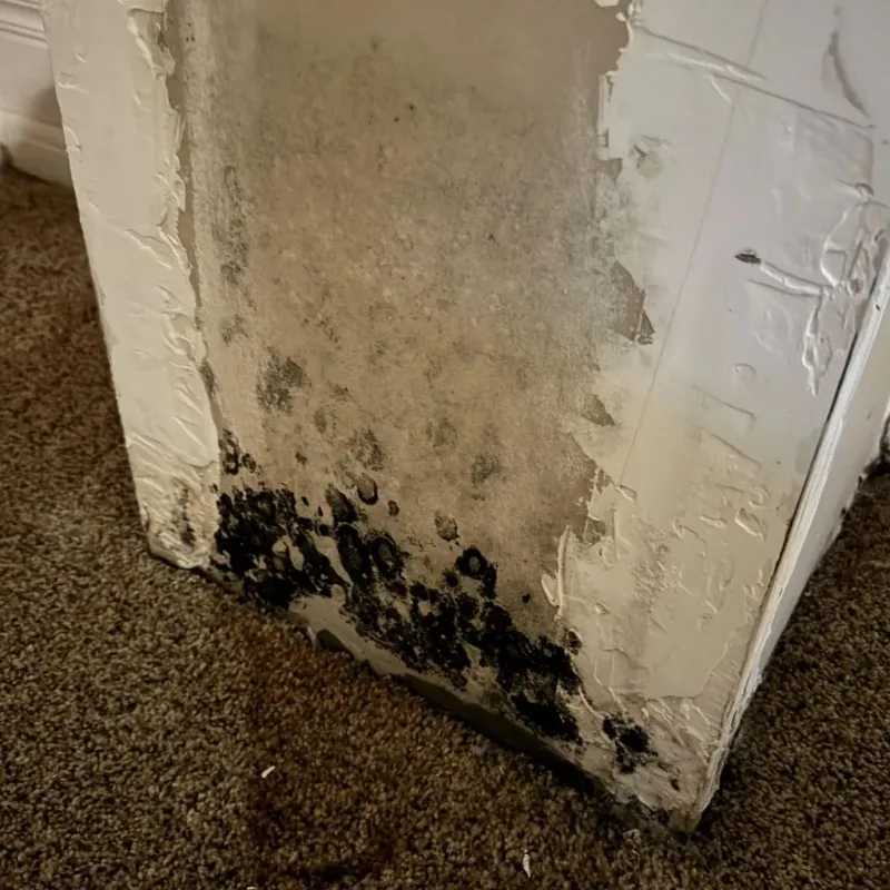 Professional Mold Removal in Henry County, OH